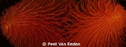 Bristle worms by Peet Van Eeden 